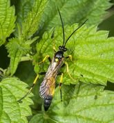 Snyltehveps diphyus amatorius